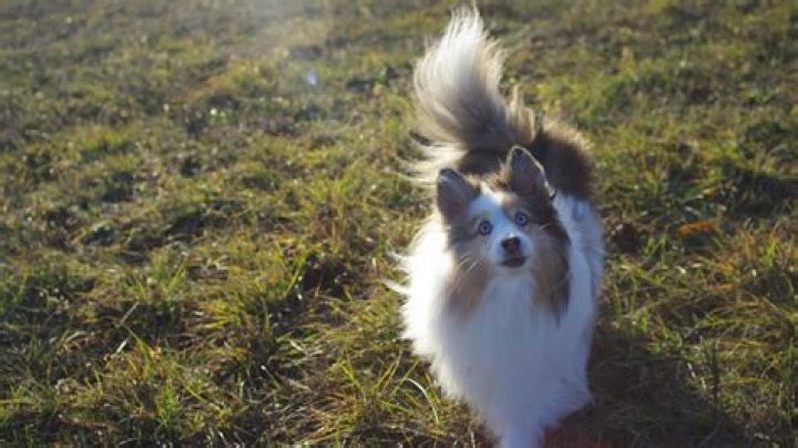 狗哥狗哥DogChinaShow net ღირებულება და სავარაუდო მოგება Youtuber არხი